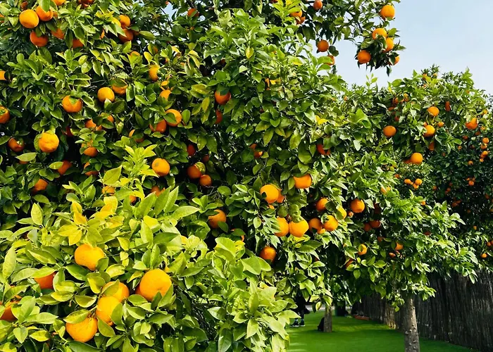 Lejlighed Ocean View - Amazing Sunset - Modern Style - Pool & 200m To *